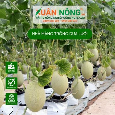 Trồng dưa lưới, 150 triệu vốn vay đến nhà vườn tiền tỷ