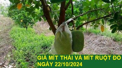 GIÁ MÍT THÁI VÀ MÍT RUỘT ĐỎ HÔM NAY NGÀY 22/10/2024