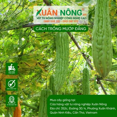 Cách trồng mướp đắng đạt năng suất cao