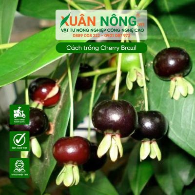 Cách trồng Cherry Brazil cho trái nhiều và xanh tốt