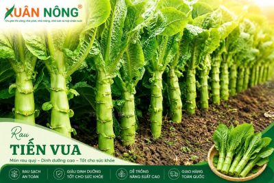Rau Tiến Vua L&agrave; G&igrave;? Kỹ Thuật Trồng Hiệu Quả