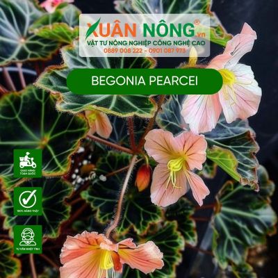 Cách trồng và chăm sóc cây Begonia pearcei hiệu quả