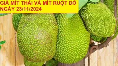 GIÁ MÍT THÁI VÀ MÍT RUỘT ĐỎ HÔM NAY NGÀY 23/11/2024