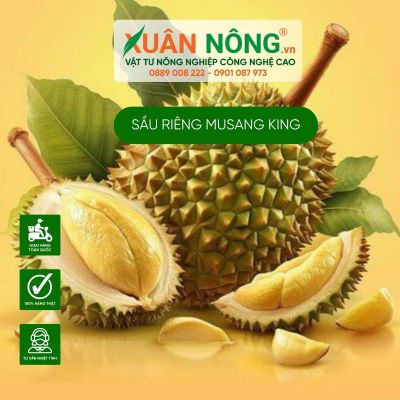 Cách trồng sầu riêng musang king năng suất cao