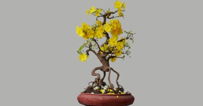 Top 7 cây mai bonsai đẹp chơi Tết