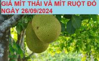 GIÁ MÍT THÁI VÀ MÍT RUỘT ĐỎ HÔM NAY NGÀY 26/09/2024