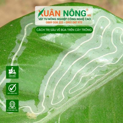 Sâu vẽ bùa - Kẻ thù đáng gờm của vườn rau