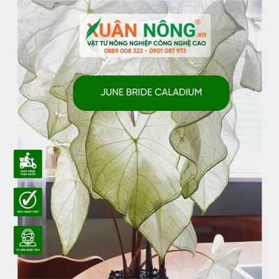 Cách trồng và chăm sóc cây June Bride Caladium