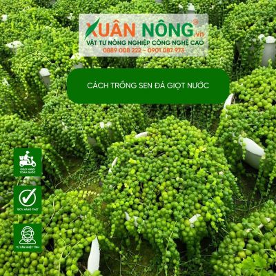 Cách trồng sen đá giọt nước và những lưu ý khi chăm sóc