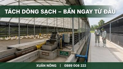 Xử l&yacute; m&ocirc;i trường trong trại m&agrave;ng Xu&acirc;n N&ocirc;ng