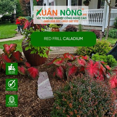 Trồng Red Frill Caladium:Giải pháp tuyệt vời cho không gian nhỏ hẹp