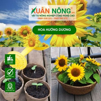 Đặc điểm, ý nghĩa, nguồn gốc của hoa hướng dương