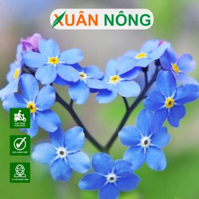 Cách trồng hoa lưu ly tuyệt đẹp tại nhà