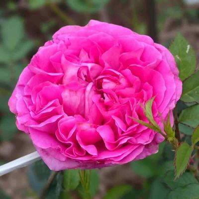 Top 15 loài hoa hồng được ưa chuộng năm 2024