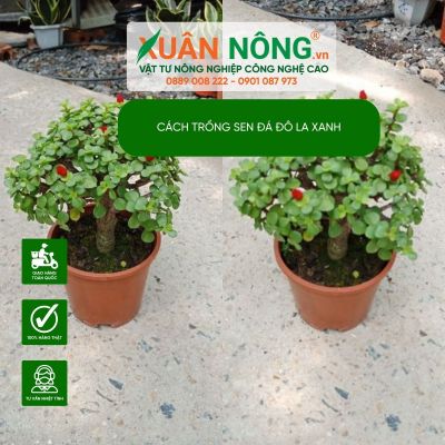 Cách trồng sen đá đô la xanh