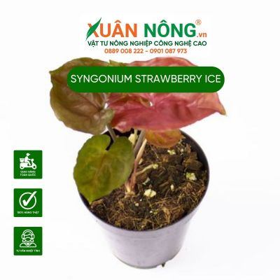 Syngonium Strawberry Ice: Đặc điểm, cách trồng và chăm sóc