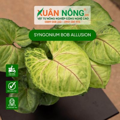 Syngonium Bob Allusion: Đặc điểm, cách trồng và chăm sóc