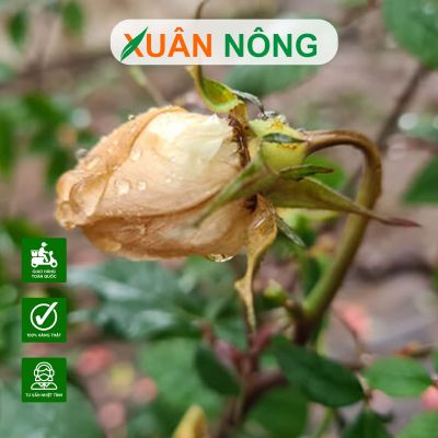 Dùng thuốc trừ sâu sinh học khi cây ra hoa được không?
