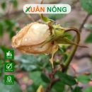 Dùng thuốc trừ sâu sinh học khi cây ra hoa được không?