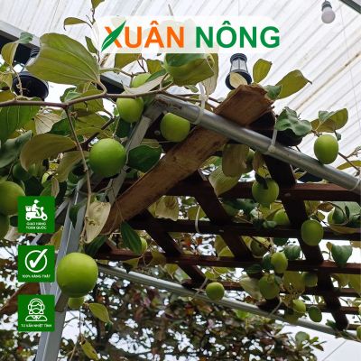 Kỹ thuật trồng cây táo leo giàn trái to, năng suất tốt