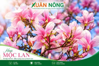 Hoa Mộc Lan &ndash; Đặc Điểm, &Yacute; Nghĩa, C&aacute;ch Trồng V&agrave; Chăm S&oacute;c