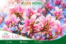 Hoa Mộc Lan &ndash; Đặc Điểm, &Yacute; Nghĩa, C&aacute;ch Trồng V&agrave; Chăm S&oacute;c