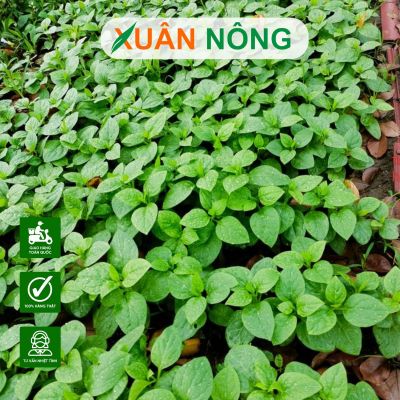 Mùa mưa nên trồng rau gì? Top 20 loại rau dễ trồng