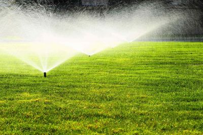 Top 5 biện pháp tưới nước cho cây lúc vắng nhà