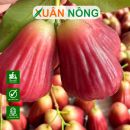 Mận hồng Sóc Trăng có sống sót khi tưới quá nhiều?
