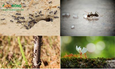 Bí kíp diệt kiến trong đất trồng cây