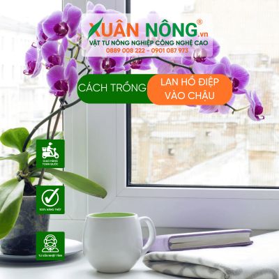 Cách trồng lan hồ điệp vào chậu