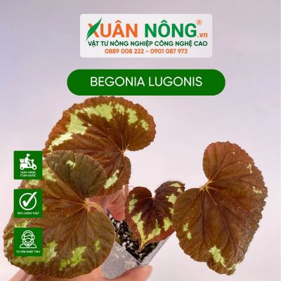 Begonia lugonis: Đặc điểm, cách trồng và chăm sóc