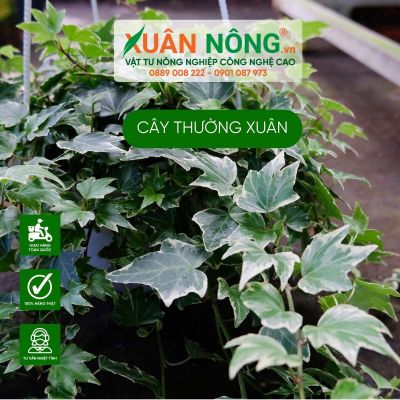 Cây thường xuân là cây gì? Ý nghĩa, cách trồng và chăm sóc