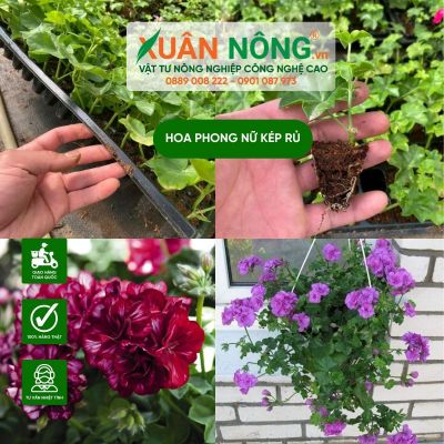 Hoa phong nữ kép rủ: Đặc điểm, cách trồng và chăm sóc