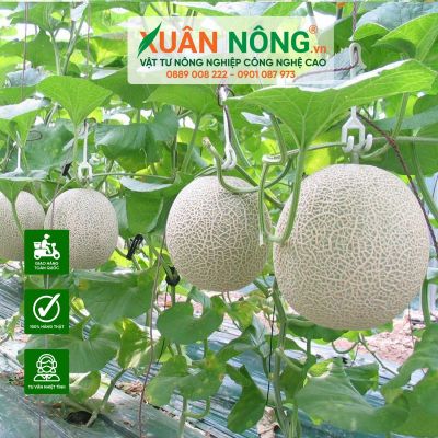 Lợi ích của việc trồng dưa lưới trong nhà màng