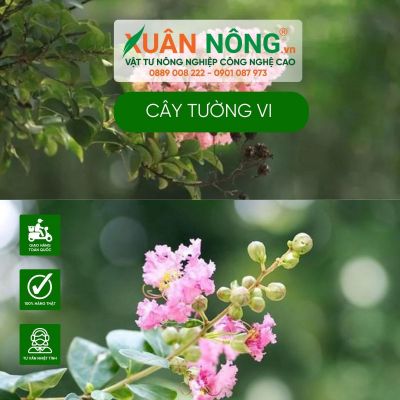 Cây tường vi: Phân loại, hình ảnh, cách trồng và chăm sóc