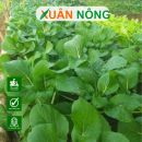 Tự trồng rau hữu cơ: Kỹ thuật đơn giản, năng suất cao