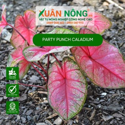 Cách trồng và chăm sóc cây Party Punch Caladium