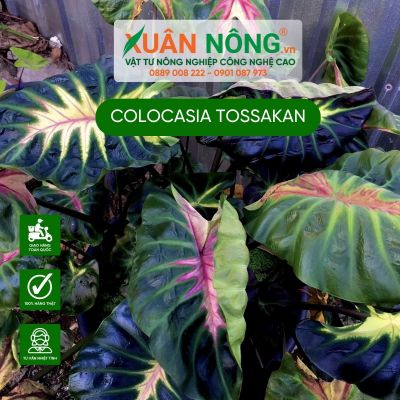 Cách trồng và chăm sóc cây Colocasia Tossakan