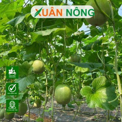 Chi phí xây dựng nhà kính trồng dưa lưới 1000m2 trọn gói
