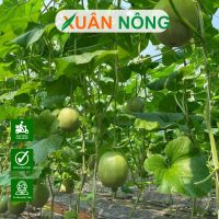 Chi phí xây dựng nhà màng trồng dưa lưới 1000m2 trọn gói