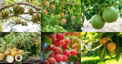 Top 10 loại cây ăn trái mang giá trị kinh tế cao