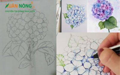Cách vẽ hoa cẩm tú cầu chi tiết