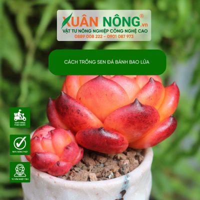 Cách trồng sen đá bánh bao lửa đẹp &quot; bốc lửa&quot;