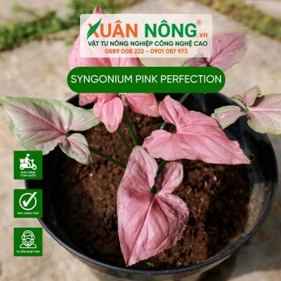 Syngonium Pink Perfection: Đặc điểm, cách trồng và chăm sóc