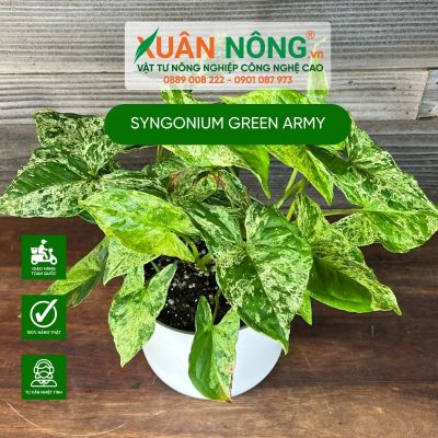 Syngonium Green Army: Đặc điểm, cách trồng và chăm sóc