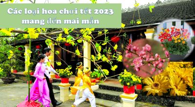 Các loại hoa chơi tết 2023 mang đến mai mắn