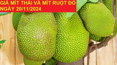 GIÁ MÍT THÁI VÀ MÍT RUỘT ĐỎ HÔM NAY NGÀY 20/11/2024