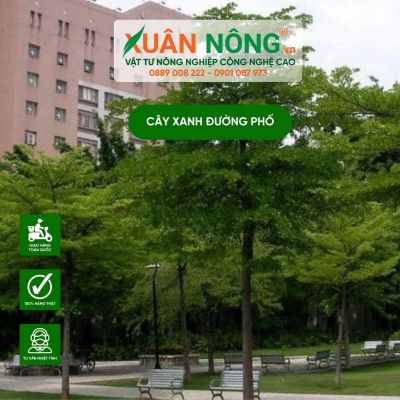 Kỹ thuật trồng, chăm sóc cây xanh đường phố xanh tươi tốt