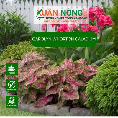 Bí quyết trồng Carolyn Whonrton Caladium: Cây kiểng lá đẹp nhất